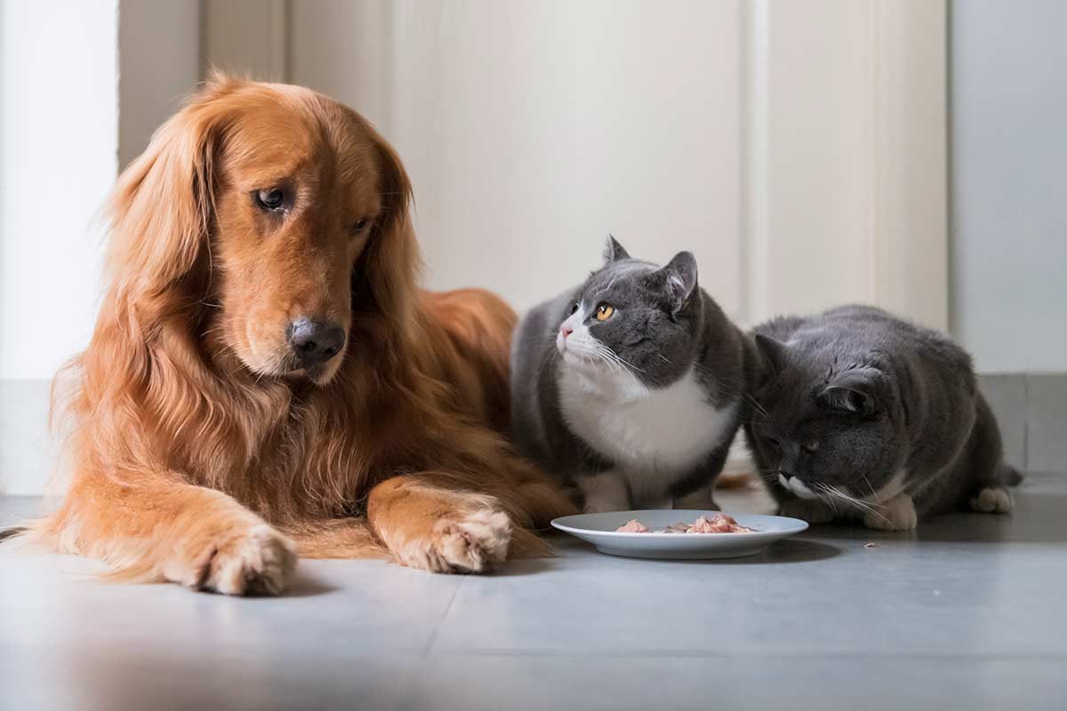 BARF Ernährung Hunde und Katzen Kurs